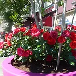 Isis Άμστερνταμ